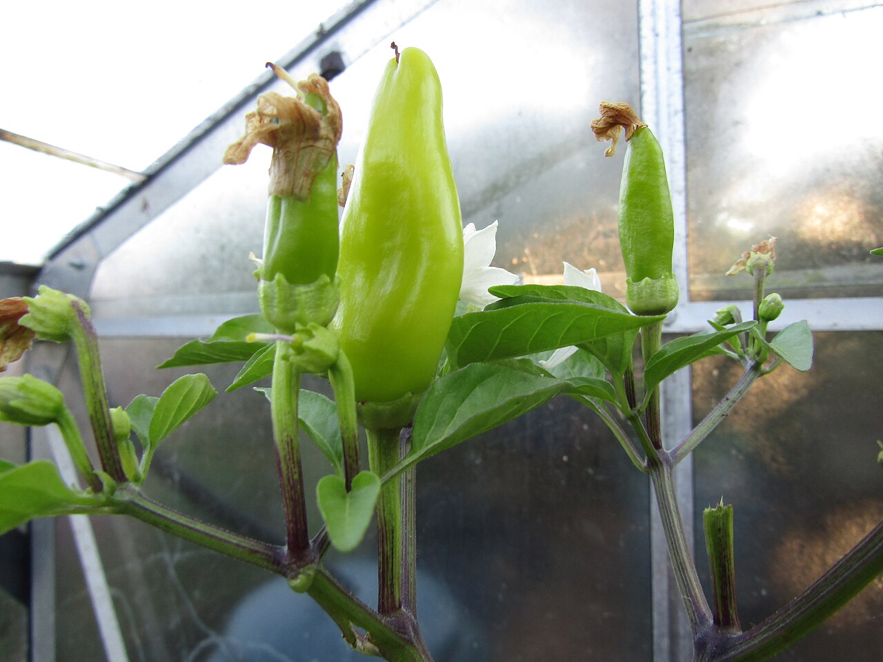 Banana pepper