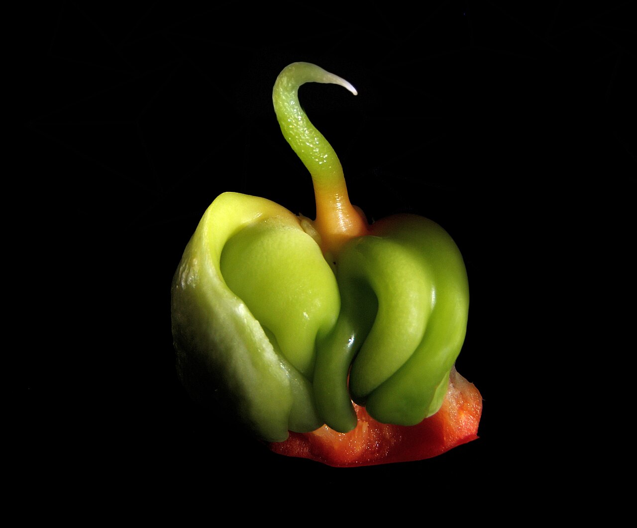 Bell pepper