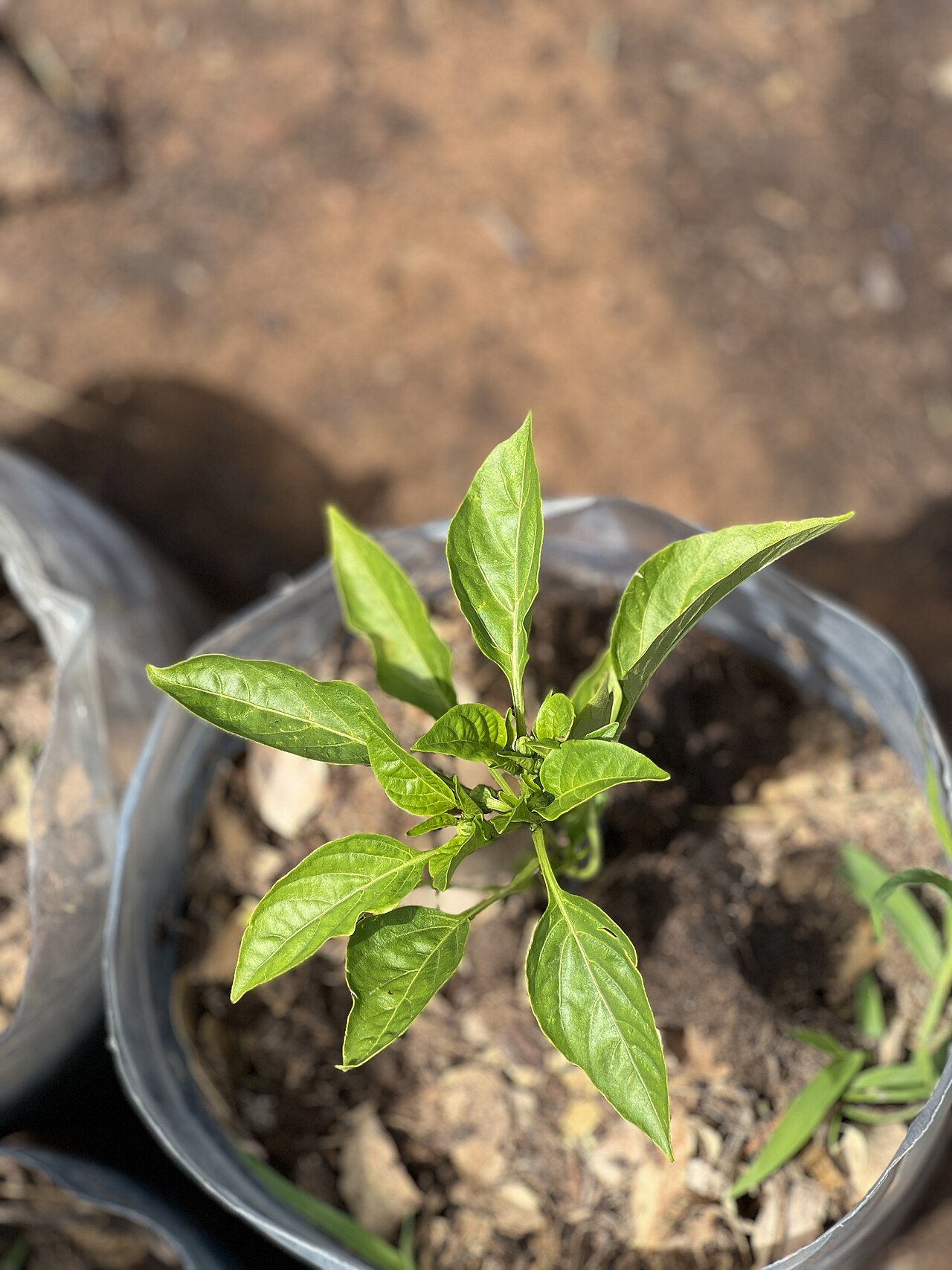 Bell pepper