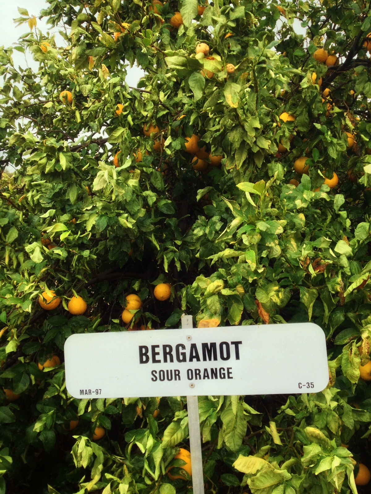 Bergamot orange