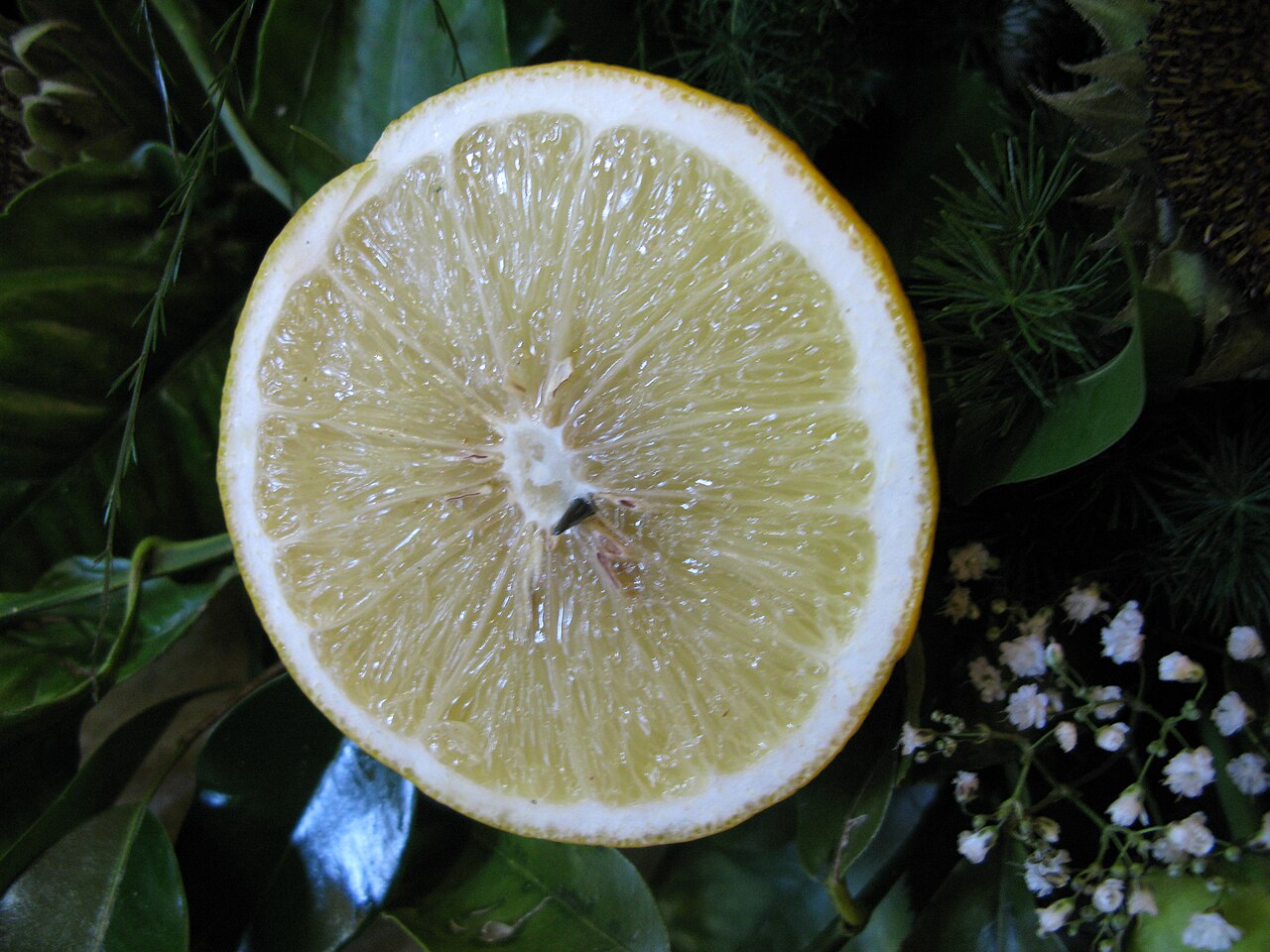 Bergamot orange