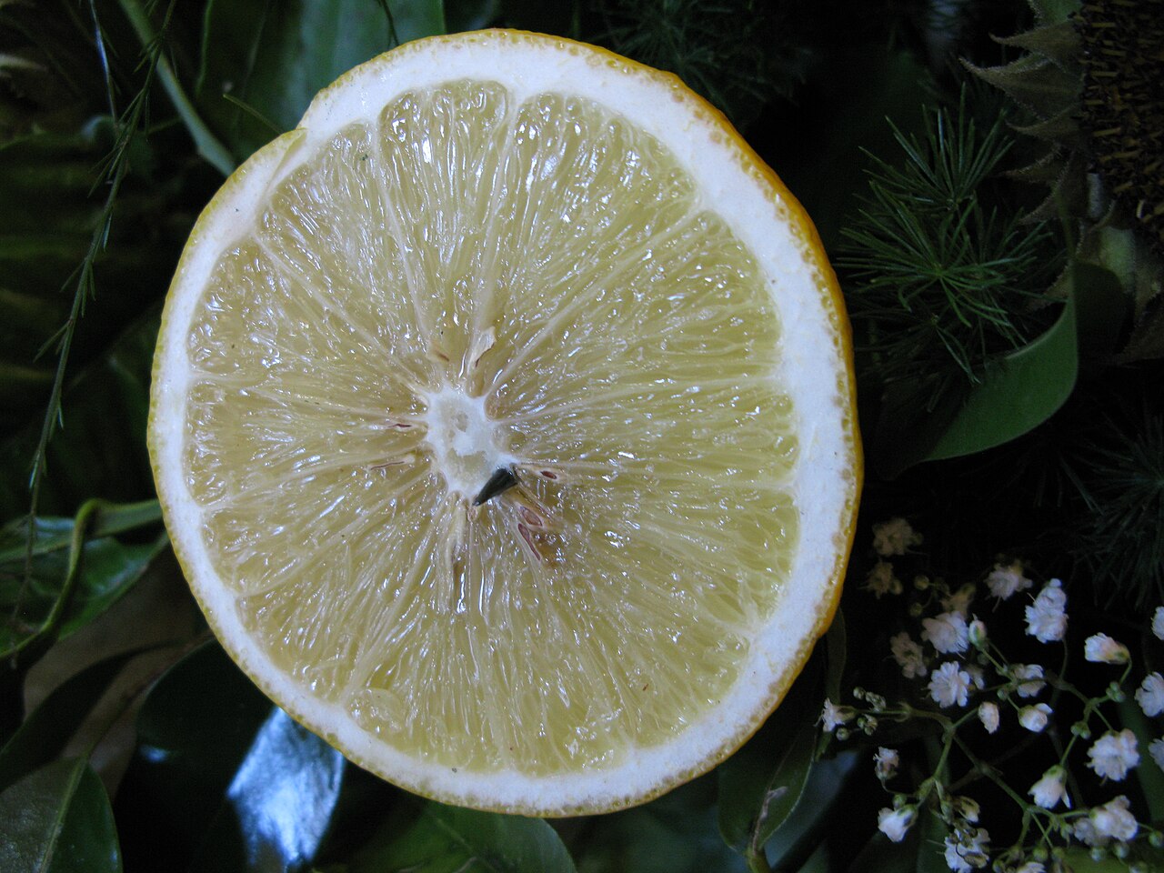 Bergamot orange