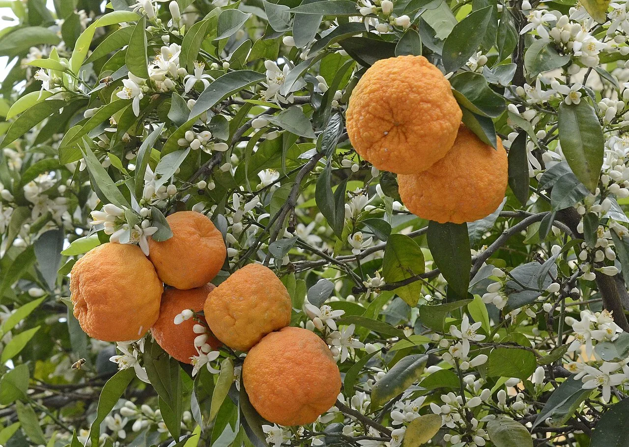 Bitter orange