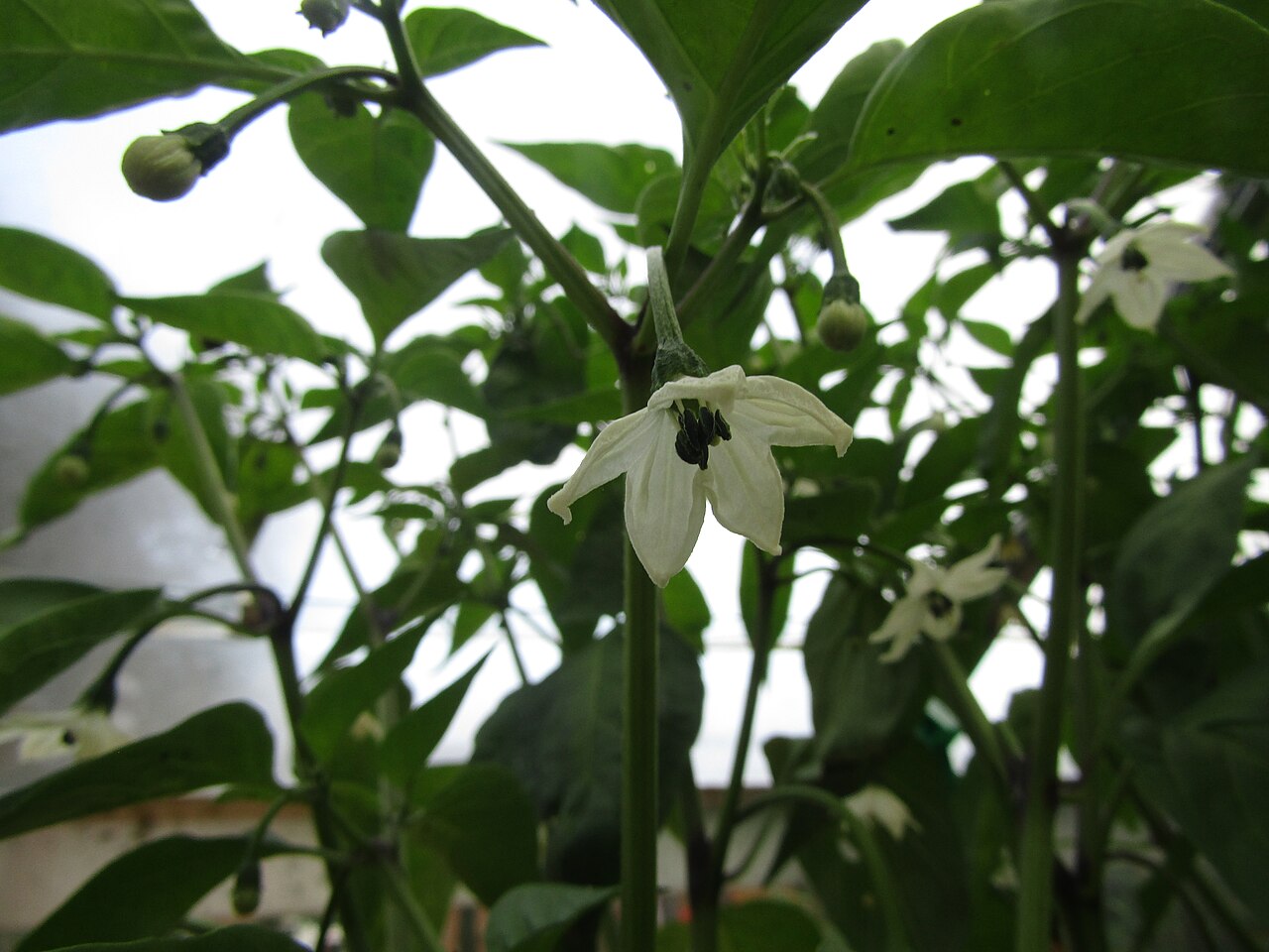 Cayenne pepper