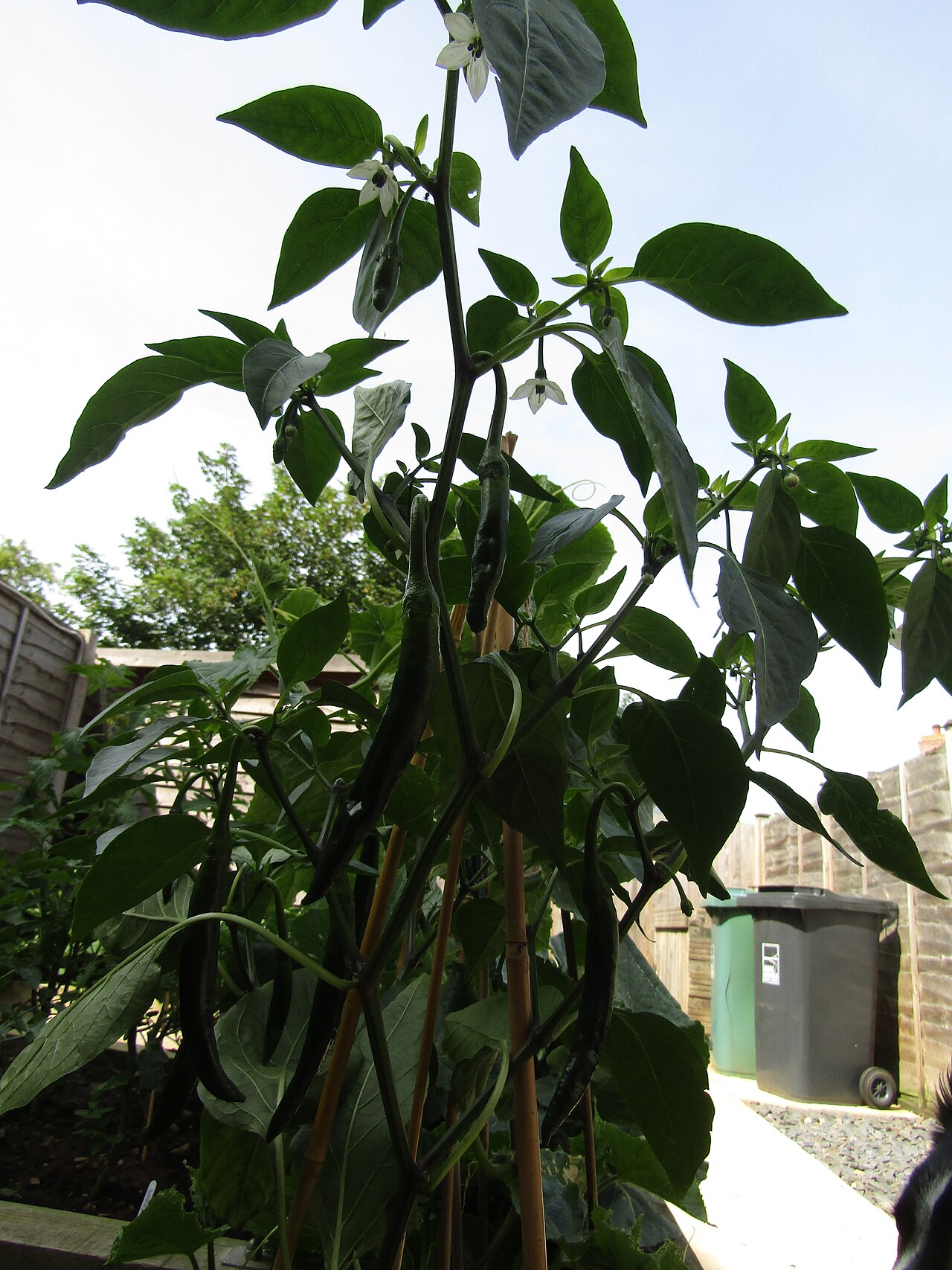 Cayenne pepper