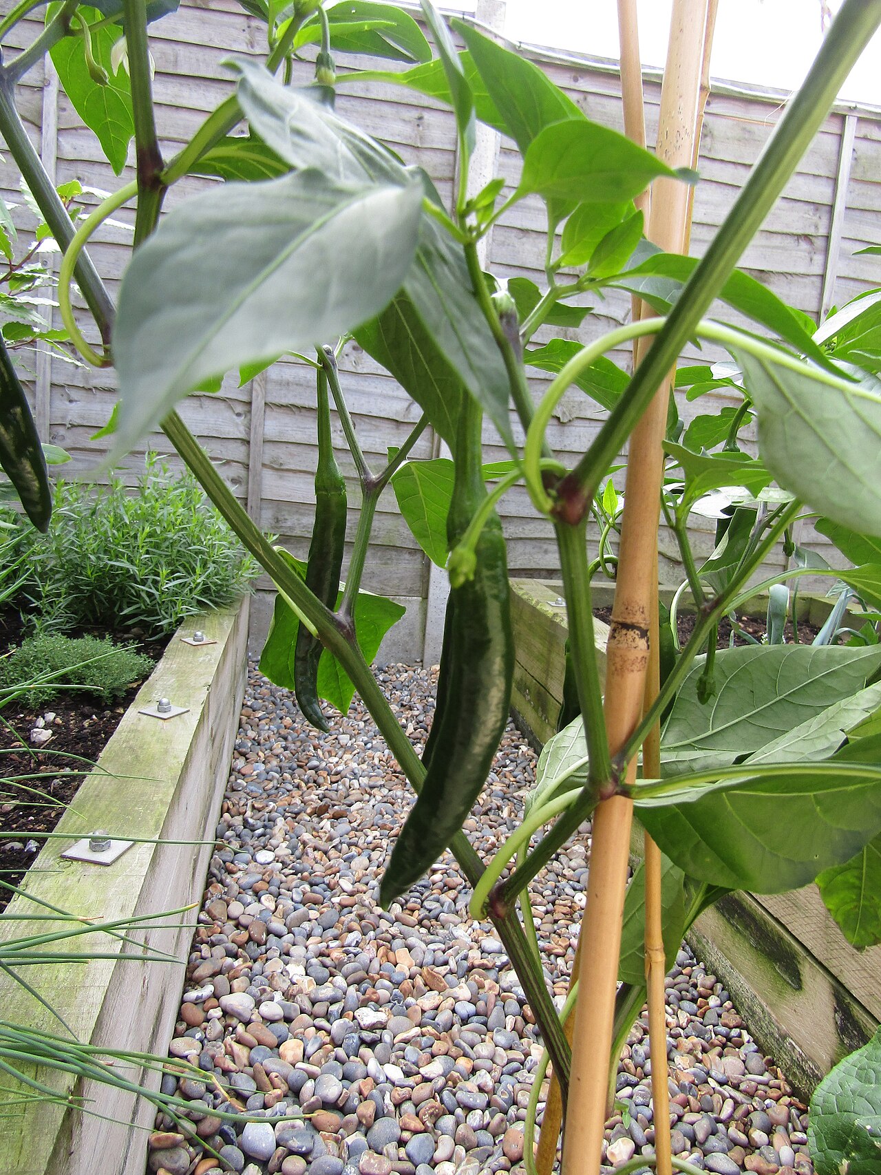 Cayenne pepper