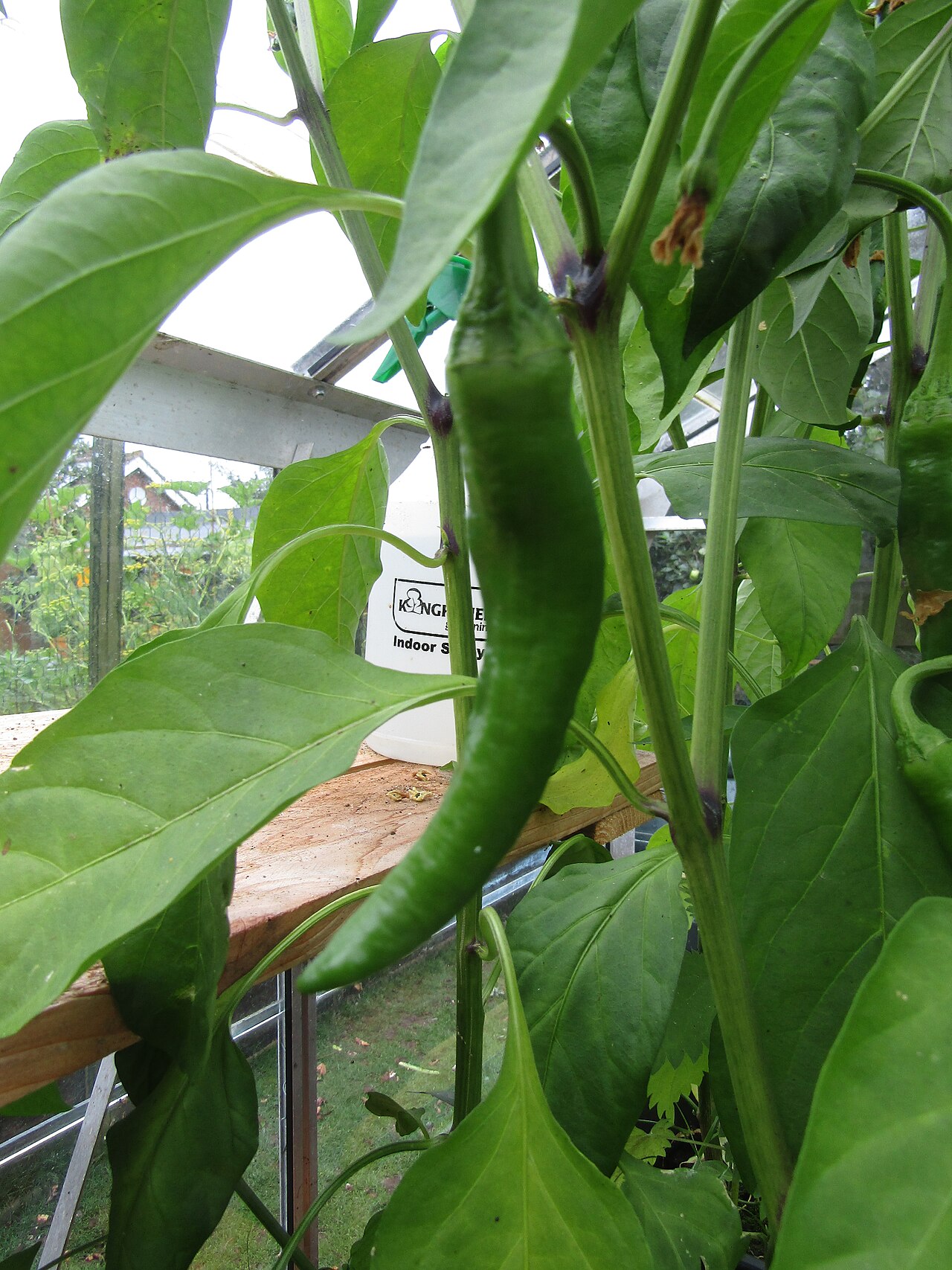 Cayenne pepper