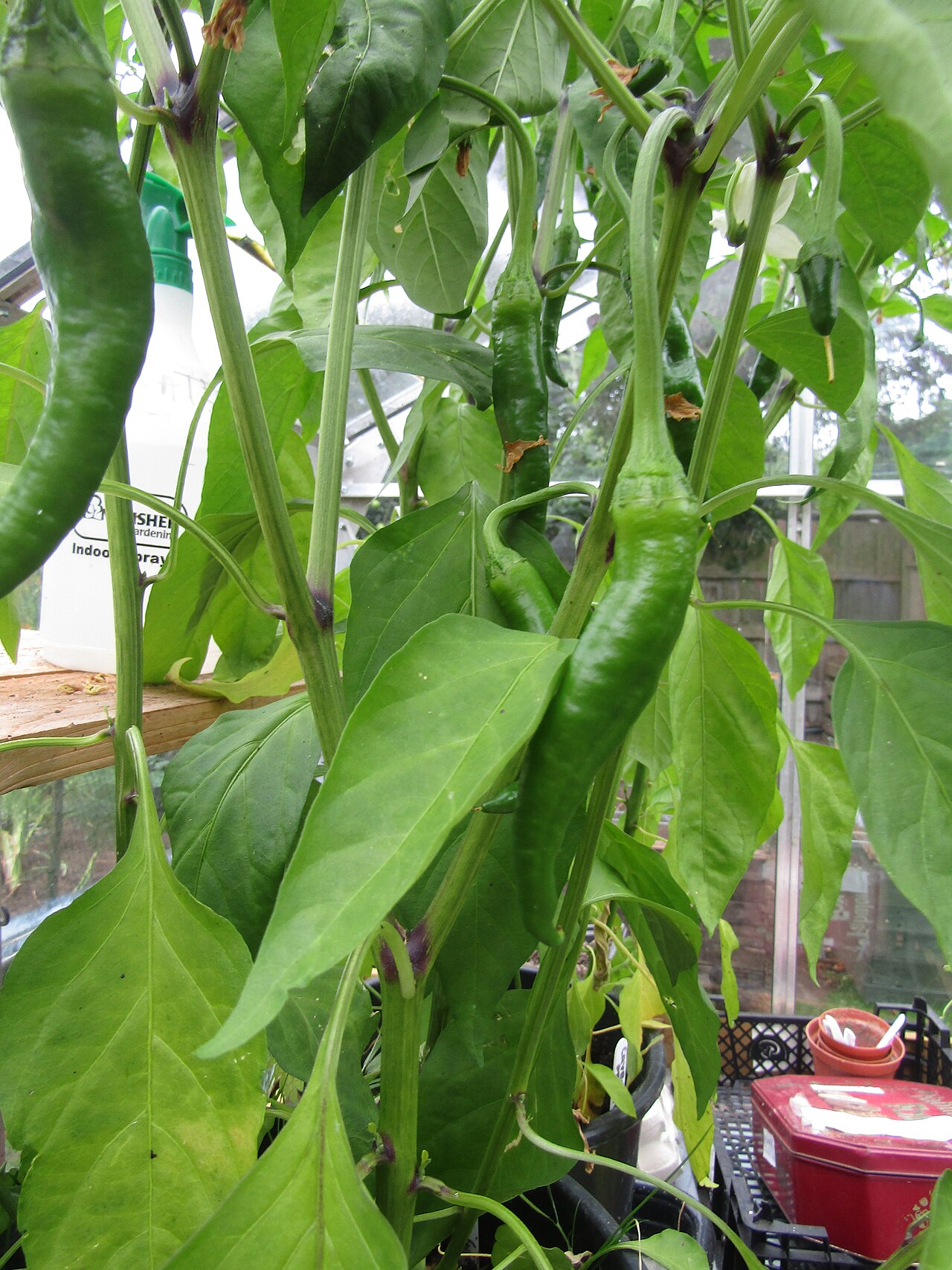 Cayenne pepper