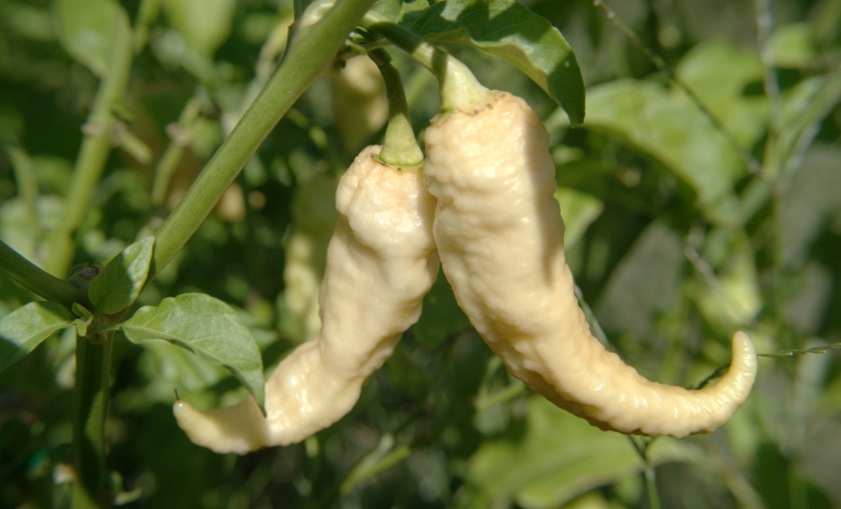 Ghost pepper