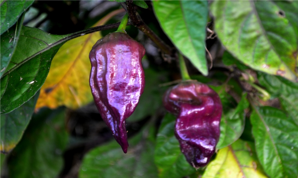 Ghost pepper