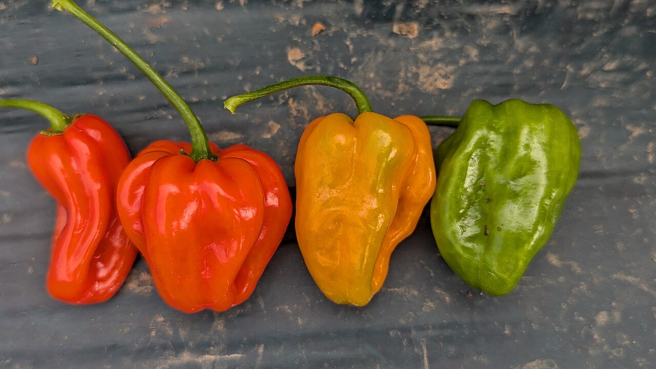 Habanero