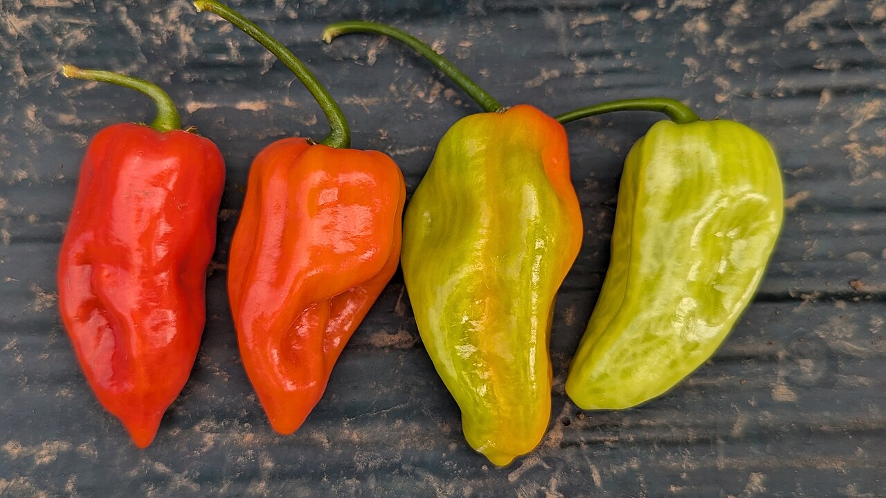 Habanero