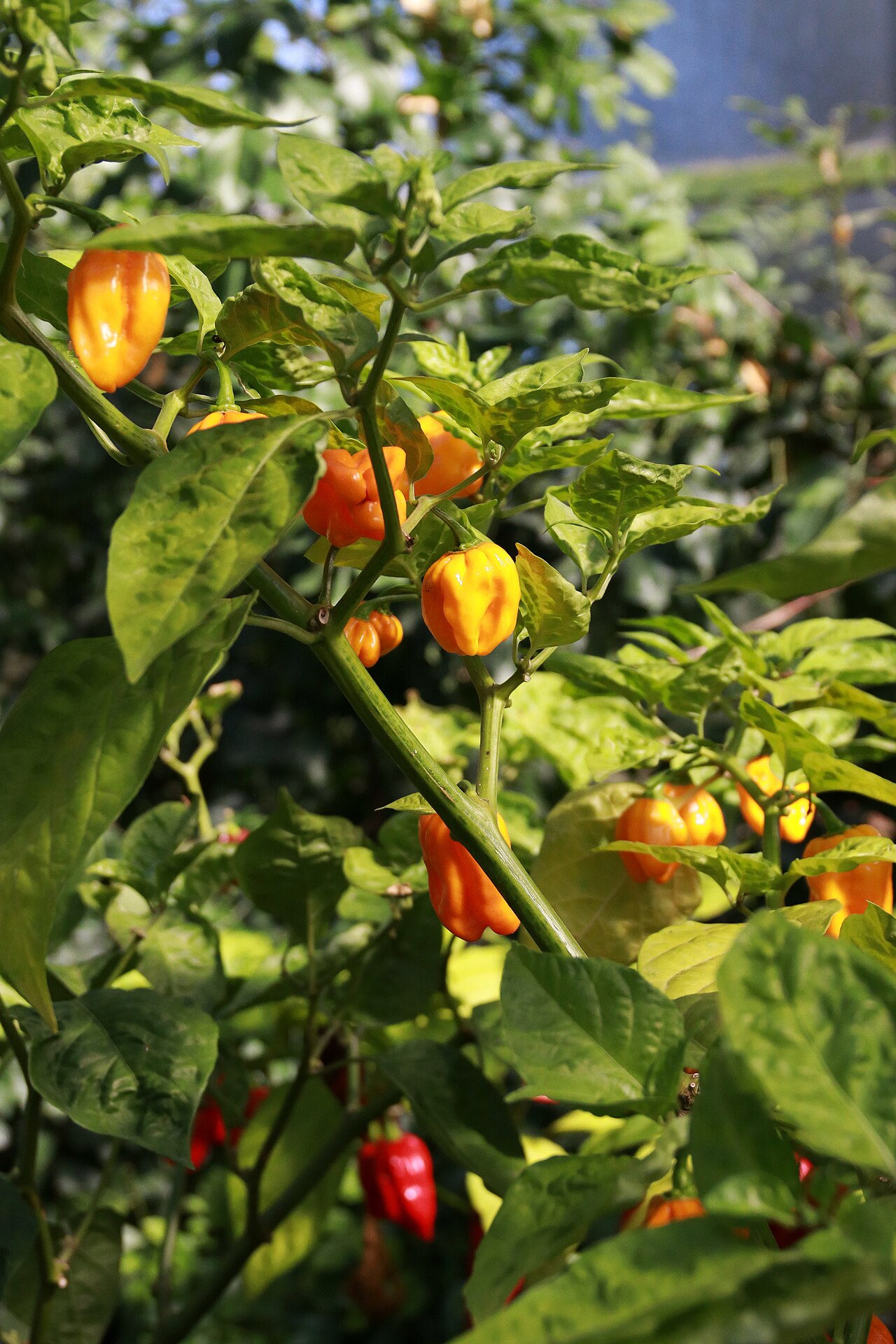 Habanero