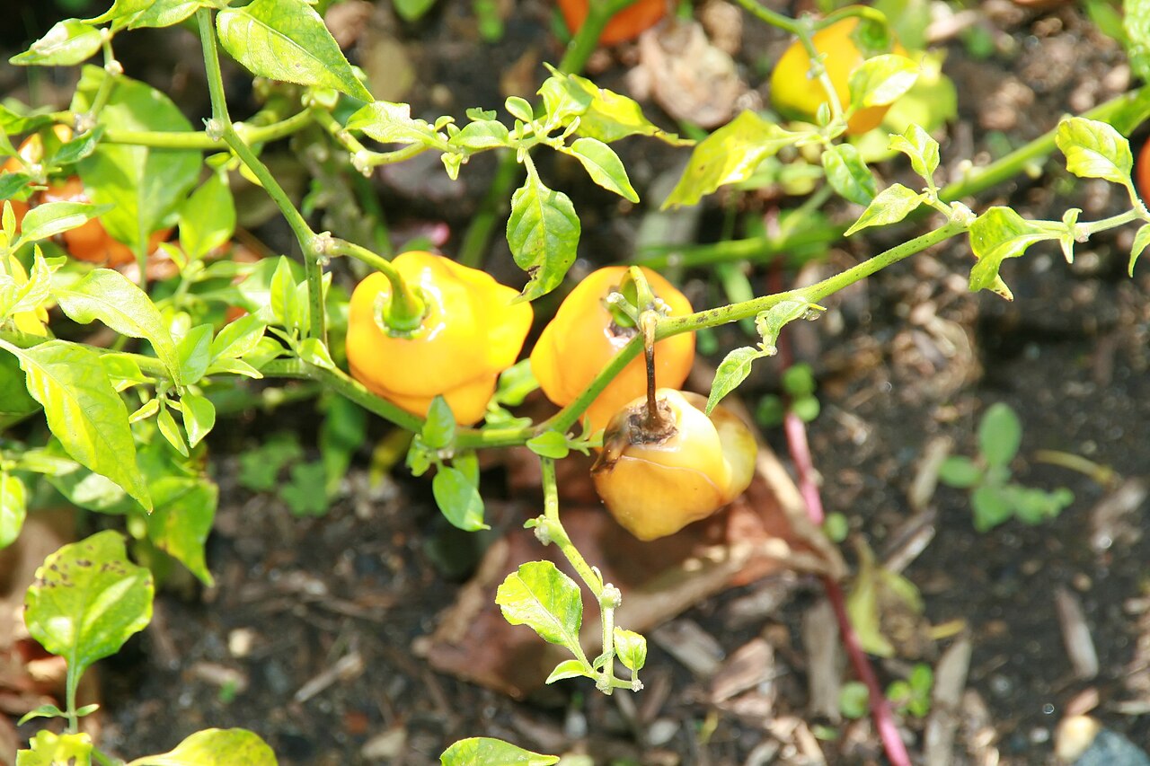 Habanero